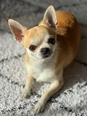 Nom Chihuahua Chien Jena