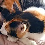 Chat, Comfort, Carnivore, Moustaches, Race de chien, Chien de compagnie, Felidae, Small To Medium-sized Cats, Poil, Queue, Domestic Short-haired Cat, Terrestrial Animal, Patte, Griffe, Human Leg, Sieste