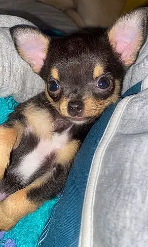 Nom Chihuahua Chien Shelly