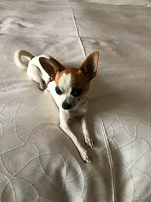 Nom Chihuahua Chien Oska