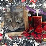 Christmas Ornament, Chat, Nature, Christmas Decoration, Felidae, Ornament, Holiday Ornament, Carnivore, Woody Plant, NoÃ«l, Christmas Eve, Holiday, Greeting, Moustaches, Small To Medium-sized Cats, Event, Collage, Font, Arbre