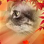 Chat, Orange, Carnivore, Twig, Arbre, Art, Tints And Shades, Deciduous, Felidae, Plante, FenÃªtre, Small To Medium-sized Cats, Close-up, Moustaches, Painting, Flowering Plant, Poil, Maple Leaf, Domestic Short-haired Cat, Visual Arts