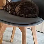 Chat, Bois, Felidae, Carnivore, Plante, Grey, Small To Medium-sized Cats, Moustaches, Hardwood, Queue, Arbre, Chats noirs, Wood Stain, Table, Domestic Short-haired Cat, Poil, Sculpture, Pattern, Metal