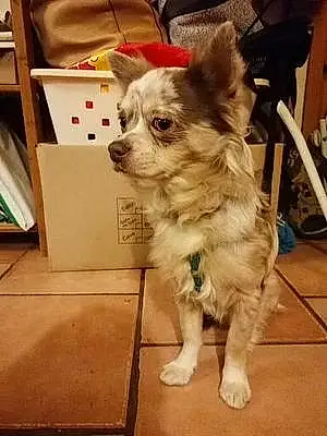 Nom Chihuahua Chien Patchouli