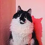 Chat, Felidae, Carnivore, Small To Medium-sized Cats, Moustaches, Fenêtre, Museau, Queue, Poil, Art, British Longhair, Patte, Assis, Plante, Domestic Short-haired Cat
