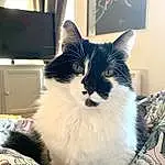 Chat, Felidae, Carnivore, Fenêtre, Small To Medium-sized Cats, Comfort, Moustaches, Museau, Queue, Domestic Short-haired Cat, Poil, Box, Assis, Room, Cardboard, Square, Peripheral, Home Appliance, Patte, Noir & Blanc