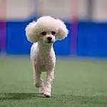 Chien, Race de chien, Carnivore, Faon, Chien de compagnie, Sheep, Toy Dog, Poodle, Herbe, Museau, Terrier, Working Animal, Canidae, Standard Poodle, Poodle Crossbreed, Maltepoo, Bichon, Non-sporting Group, Chiots