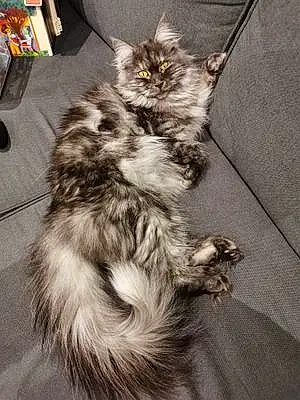 Nom Maine Coon Chat Shannel