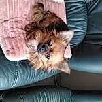 Chien, Comfort, Felidae, Carnivore, Dog Supply, Couch, Race de chien, Moustaches, Faon, Chien de compagnie, Toy Dog, Museau, Yorkshire Terrier, Terrier, Petit Terrier, Liver, Small To Medium-sized Cats, Poil, Patte
