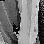 Jambe, Chat, Black, Sleeve, Black-and-white, Carnivore, Grey, Style, Felidae, Tints And Shades, Fenêtre, Monochrome, Noir & Blanc, Curtain, Human Leg, Small To Medium-sized Cats, Elbow, Linens, Formal Wear, Moustaches