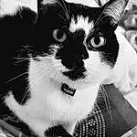 Hair, Head, Chat, Yeux, Felidae, Fenêtre, Carnivore, Human Body, Small To Medium-sized Cats, Iris, Moustaches, Black-and-white, Style, Museau, Noir & Blanc, Monochrome, Domestic Short-haired Cat, Poil, Arbre, Patte