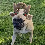 Chien, Race de chien, Carnivore, Herbe, Bulldog, Chien de compagnie, Faon, Toy Dog, Plante, Museau, Working Animal, Collar, Wrinkle, Carlin, Dog Collar, Canidae, Molosser, Non-sporting Group, Groundcover