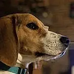 Chien, Race de chien, Carnivore, Collar, Faon, Moustaches, Chien de compagnie, Dog Collar, Dog Supply, Museau, Chien de chasse, Pet Supply, Working Animal, Scent Hound, Canidae, Poil, Beagle-harrier, Hunting Dog, Beagle