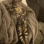 Chat, Comfort, Felidae, Carnivore, Textile, Sleeve, Small To Medium-sized Cats, Moustaches, Grey, Faon, Museau, Linens, Pattern, Leopard, Big Cats, Terrestrial Animal, Queue, Poil, Domestic Short-haired Cat, Patte