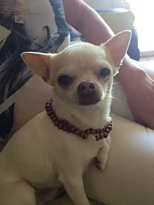 Nom Chihuahua Chien Peps