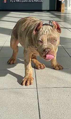 Nom American Bully Chien Scarface