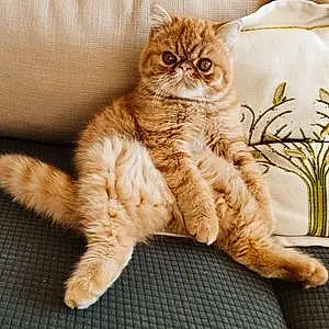 Exotic Shorthair Chat Garry