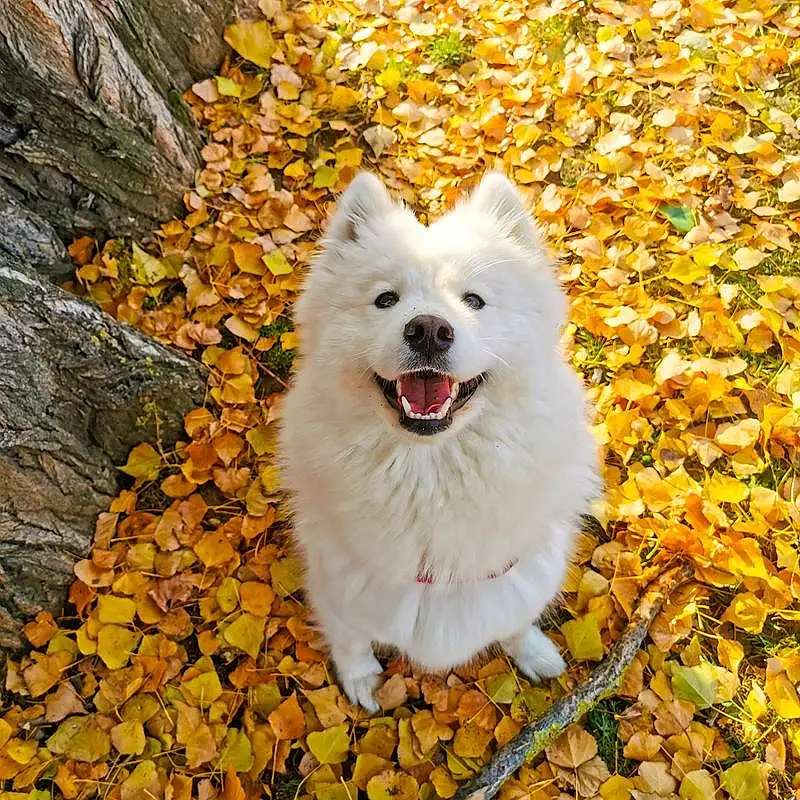 Chien, Plante, Carnivore, Race de chien, Chien de compagnie, Arbre, Eau, Herbe, Spitz, Samoyed, Canidae, Volpino Italiano, Poil, Symmetry, Hiver, Non-sporting Group, Japanese Spitz, Working Dog, Ancient Dog Breeds