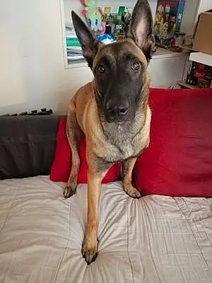 Nom Berger Malinois Chien Scarface