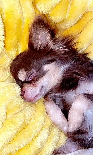 Nom Chihuahua Chien Puppy