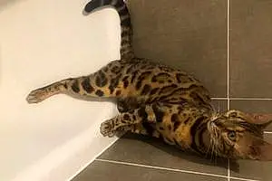 Nom Bengal Chat Poopy
