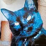 Chat, Yeux, Felidae, Carnivore, Small To Medium-sized Cats, Moustaches, Iris, Museau, Chats noirs, Electric Blue, Queue, Poil, Domestic Short-haired Cat, Art, Griffe, Comfort, Assis, Patte