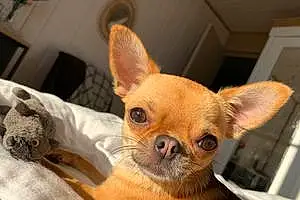 Nom Chihuahua Chien Sharly