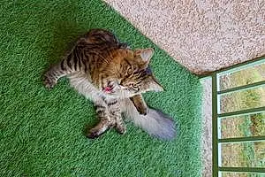 Nom Maine Coon Chat Pirouette