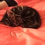 Brown, Chat, Comfort, Felidae, Carnivore, Small To Medium-sized Cats, Moustaches, Oreille, Museau, Linens, Poil, Queue, Carmine, Sieste, Bed, Domestic Short-haired Cat, Terrestrial Animal, Sleep
