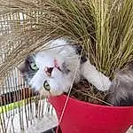 Chat, Flowerpot, Christmas Ornament, Plante, Felidae, Carnivore, Small To Medium-sized Cats, Moustaches, Herbe, Twig, Museau, Poil, Domestic Short-haired Cat, Animal Shelter, Event, Arbre, Basket, Mesh, Service, Hiver