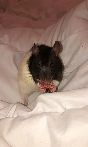 Rat Pepette