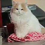 Chat, Felidae, Carnivore, Small To Medium-sized Cats, Moustaches, Comfort, Poil, Persan, British Longhair, Hardwood, Queue, Patte, Room, Box, Computer Keyboard