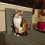 Chat, Felidae, Carnivore, Bois, Small To Medium-sized Cats, Faon, Moustaches, Queue, Poil, Pet Supply, Domestic Short-haired Cat, Animal Shelter, Collar, Room
