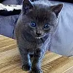 Chat, Yeux, Bleu russe, Carnivore, Felidae, Small To Medium-sized Cats, Grey, Moustaches, Bois, Museau, Hardwood, Plank, Domestic Short-haired Cat, Queue, Poil, Varnish, Wood Stain, Terrestrial Animal, Wood Flooring