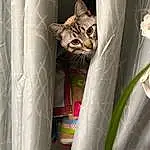 Chat, FenÃªtre, Felidae, Plante, Carnivore, Small To Medium-sized Cats, Moustaches, Grey, Curtain, Terrestrial Plant, Linens, Houseplant, Museau, Queue, Window Treatment, Domestic Short-haired Cat, Poil, Comfort, Stairs, Window Covering