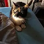 Chat, Felidae, Carnivore, Small To Medium-sized Cats, Moustaches, Gesture, Museau, Poil, Domestic Short-haired Cat, Comfort, Patte, Griffe, Human Leg, Queue, Assis, Foot