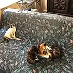 Brown, Race de chien, Felidae, Carnivore, Comfort, Bois, Small To Medium-sized Cats, Faon, Chien de compagnie, Moustaches, Chien, Military Camouflage, Couch, Queue, Room, Poil, Pattern, Hardwood, Living Room