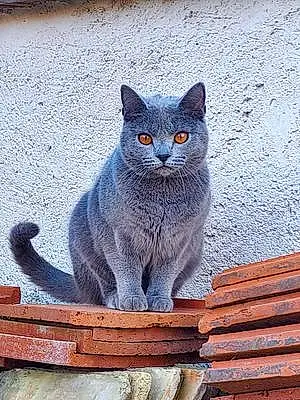 Nom Chartreux Chat Sweet
