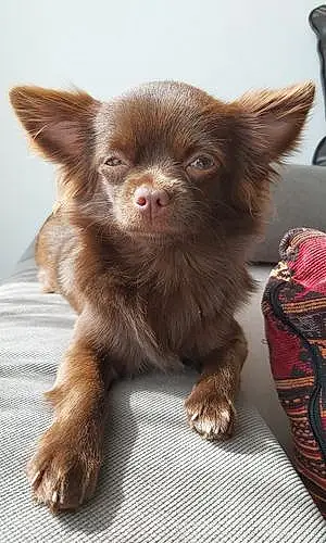 Nom Chihuahua Chien Missy