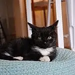Chat, Felidae, Carnivore, Grey, Bois, Moustaches, Small To Medium-sized Cats, Museau, Chats noirs, Comfort, Queue, Cat Supply, Hardwood, Domestic Short-haired Cat, Poil, Pattern, Room, Linens