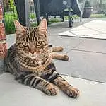 Chat, Yeux, Felidae, Carnivore, Small To Medium-sized Cats, Moustaches, Wheel, Road Surface, Faon, Plante, Arbre, Terrestrial Animal, Museau, Queue, Asphalt, Poil, Assis, Domestic Short-haired Cat, Tire