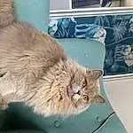 Chat, Yeux, Carnivore, Felidae, Moustaches, Small To Medium-sized Cats, Faon, Queue, Museau, Poil, Domestic Short-haired Cat, British Longhair, Patte, Griffe, Terrestrial Animal, Fenêtre, Houseplant