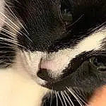 Chat, Felidae, Carnivore, Human Body, Small To Medium-sized Cats, Moustaches, Museau, Chats noirs, Close-up, Poil, Domestic Short-haired Cat, Queue, Patte, Plante, Terrestrial Animal, Noir & Blanc