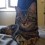 Chat, Comfort, Felidae, Carnivore, Small To Medium-sized Cats, Moustaches, Museau, Queue, FenÃªtre, Bois, Domestic Short-haired Cat, Poil, Sieste, Pattern, Patte, Griffe, Room, Metal, Linens, Visual Arts