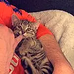 Chat, Comfort, Carnivore, Sleeve, Gesture, Moustaches, Small To Medium-sized Cats, Finger, Felidae, Thigh, T-shirt, Lap, Sportswear, Museau, Nail, Human Leg, Elbow, Domestic Short-haired Cat, Hug, Poil
