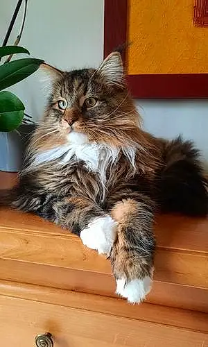 Nom Maine Coon Chat Stan