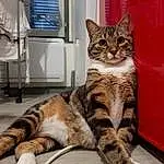 Chat, Felidae, Comfort, Carnivore, Small To Medium-sized Cats, Moustaches, Museau, Domestic Short-haired Cat, Queue, Room, Poil, Terrestrial Animal, Patte, Bois, Sieste, Couch, Assis