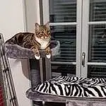 Chat, Felidae, Interior Design, Carnivore, Small To Medium-sized Cats, Bois, Cat Supply, Outdoor Furniture, Moustaches, Metal, Queue, Door, Pattern, Comfort, Window Blind, Shelving, Room, Noir & Blanc, Coffee Table, Living Room