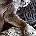 Chat, Carnivore, Grey, Felidae, Moustaches, Comfort, Small To Medium-sized Cats, Museau, Terrestrial Animal, Queue, Griffe, Poil, Patte, Monochrome, Noir & Blanc, Sieste, Human Leg, Sleep