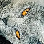 Nez, Head, Chat, Yeux, Felidae, Carnivore, Iris, Small To Medium-sized Cats, Moustaches, Grey, Terrestrial Animal, Museau, Close-up, Poil, Domestic Short-haired Cat, Big Cats, Drawing, Macro Photography, Illustration